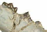 Fossil Predatory Pig (Archaeotherium) Jaw Section - Nebraska #342291-3